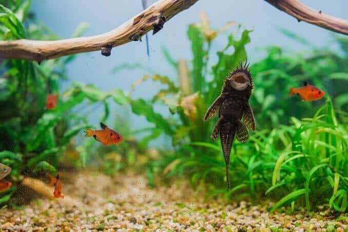 Manlig borstnos Pleco