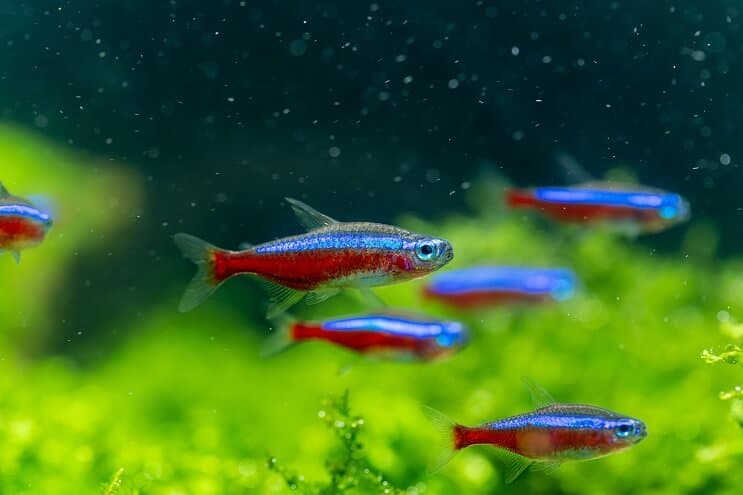 Cardinal Tetra Översikt