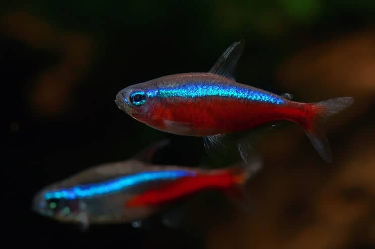 Cardinal Tetra Tank Mates