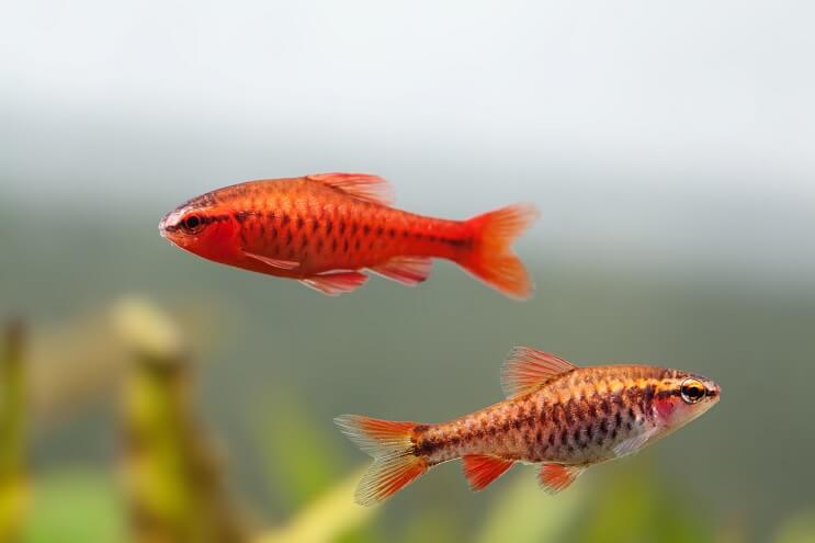 Manlig och kvinnlig Cherry Barb
