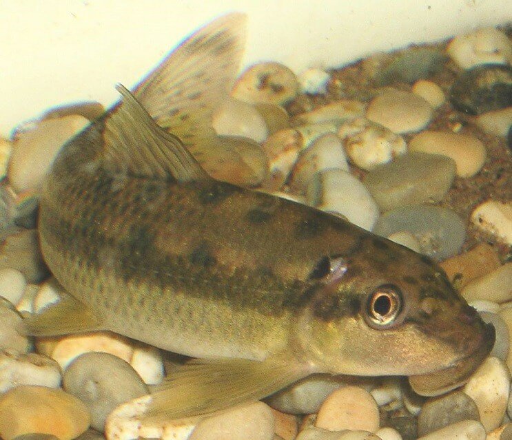 Kinesiska alger