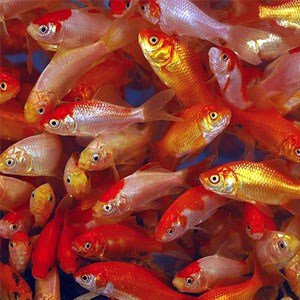 Komet guldfisk