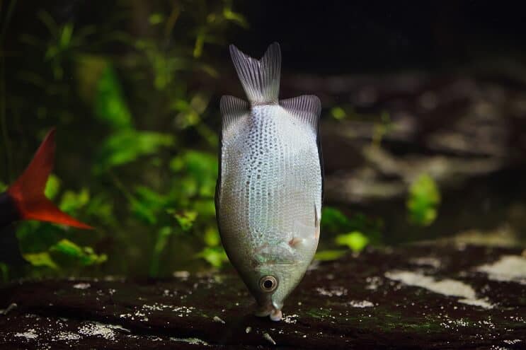 Kyssar Gourami-livsmiljö