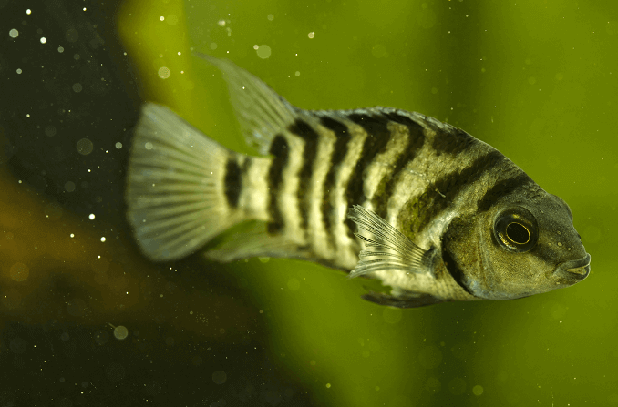 Zebra ciklider
