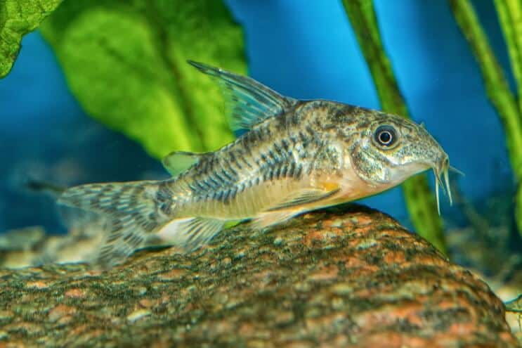 Cory Catfish Utseende