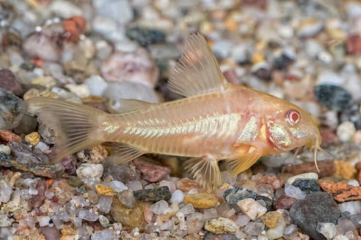 Albino Cory havskatt