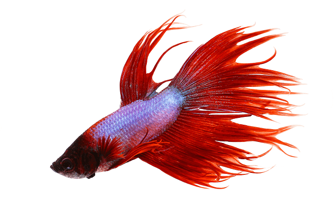 Beteende Crowntail Betta