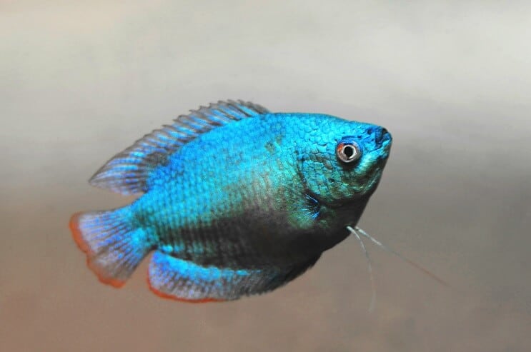 Dwarf Gourami Utseende