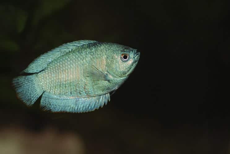 Dvärg Gourami simning