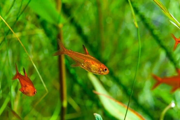 Ember Tetra simning