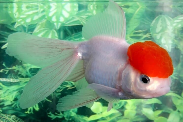 Lionhead guldfisk
