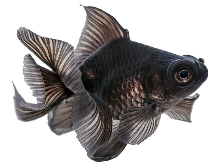 Svart teleskop guldfisk