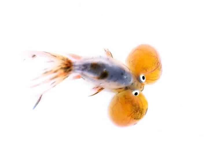 Bubble Eye guldfisk