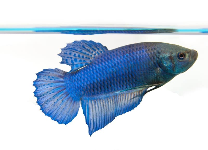 kvinnlig betta fisk