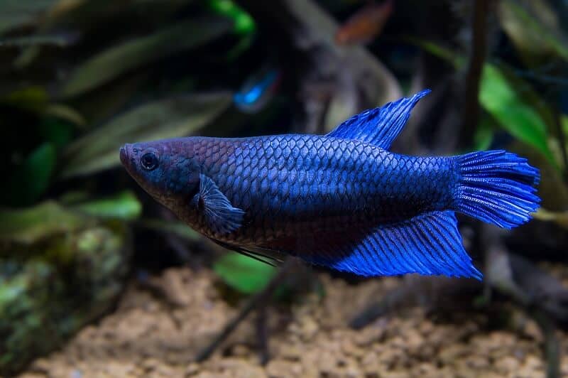 Kvinnlig Betta Fish