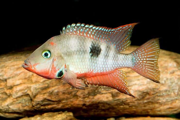 Firemouth Ciklid