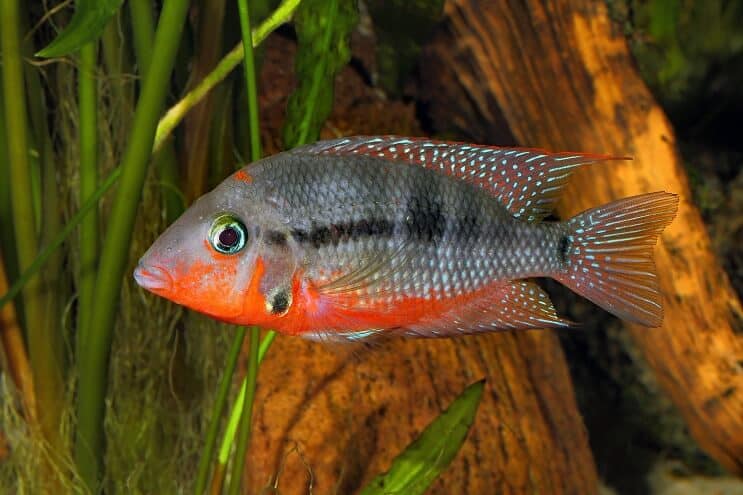 Firemouth Cichlid Simning