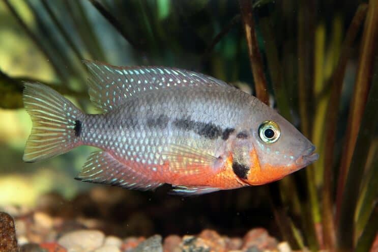 Firemouth Ciklid utfodring