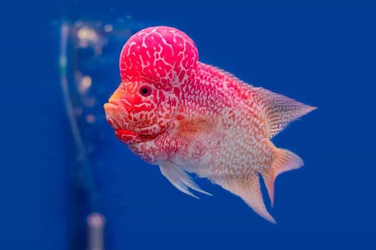 Flowerhorn Cichlid Översikt