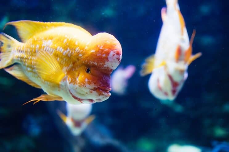 Flowerhorn Ciklider