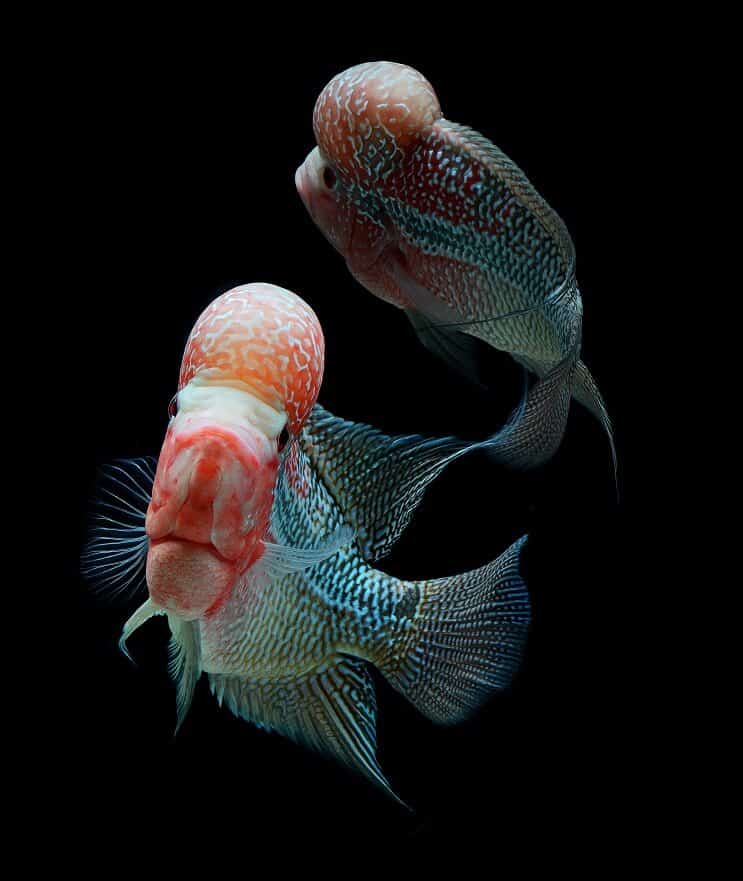 Flowerhorn Cichlid Tank Mates