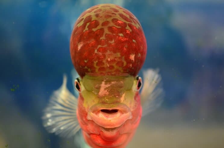 Flowerhorn ciklid framifrån