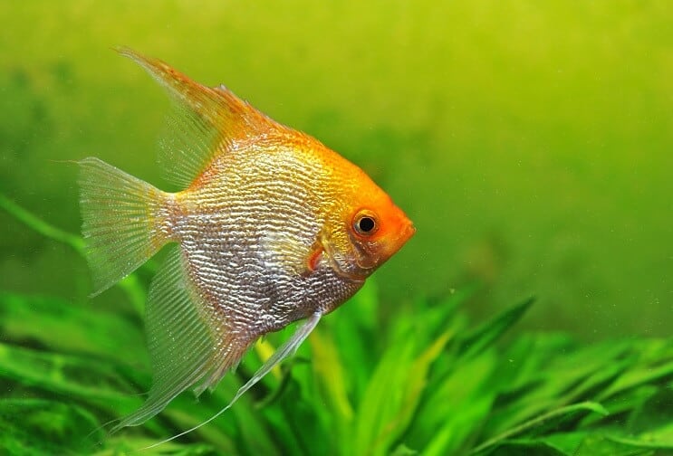 Guldängelfisk