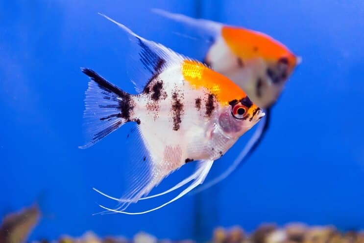 Koi ängelfisk