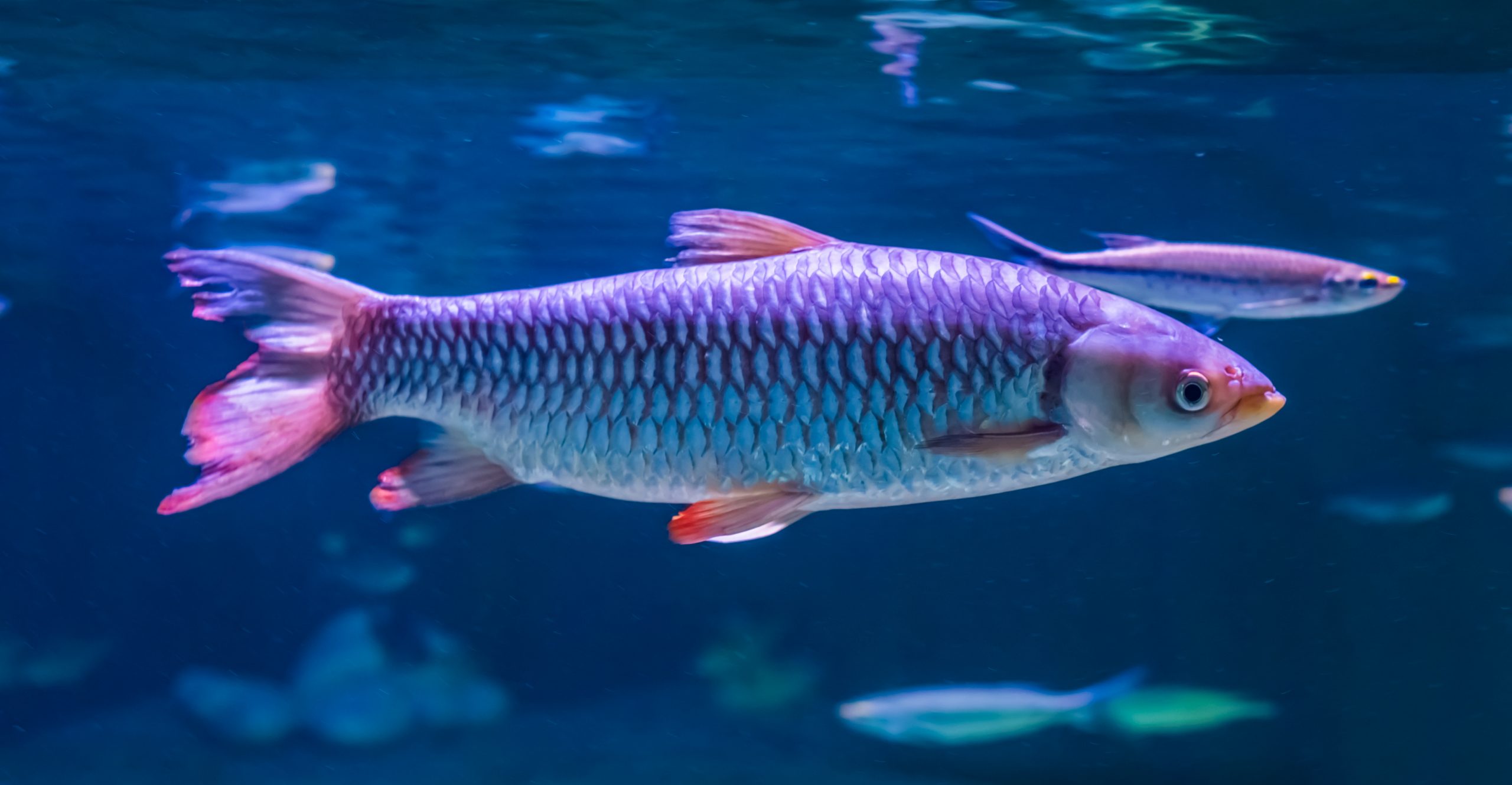 Silver Apollo Shark