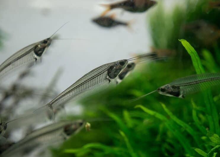 Glass havskatt i ett akvarium