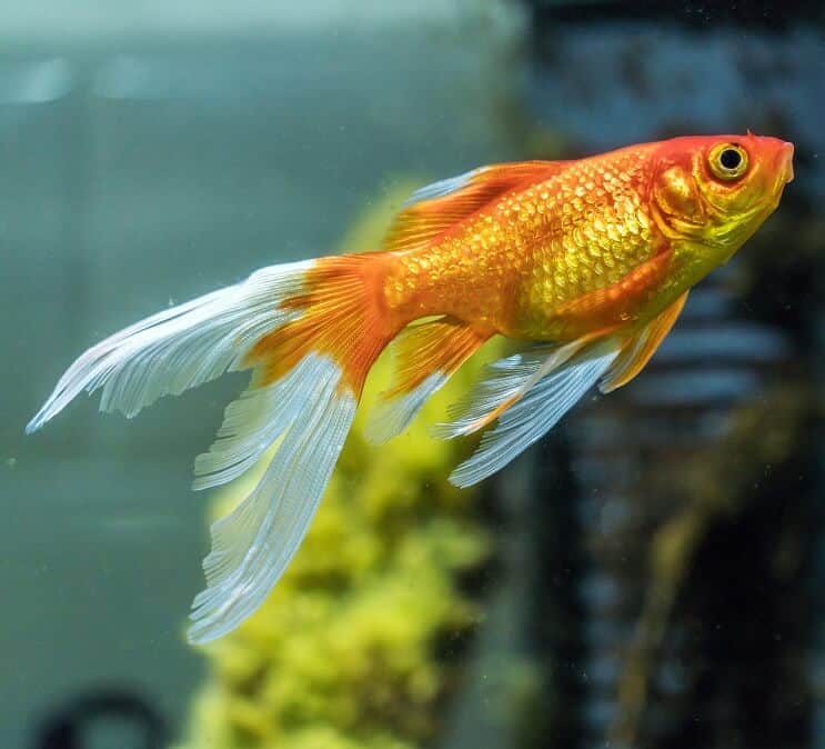 Komet guldfisk