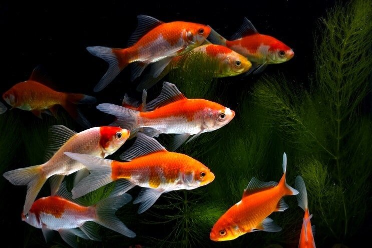 Koi guldfisk