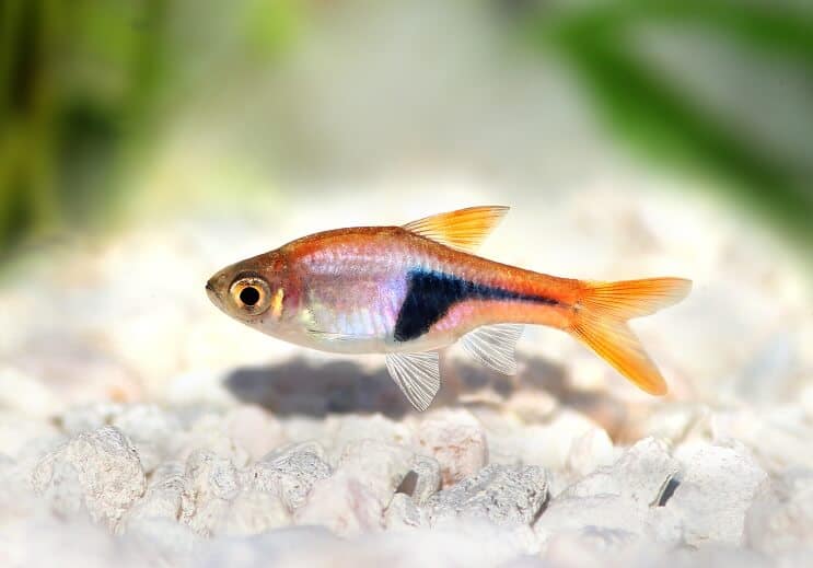 Harlequin Rasbora Utseende