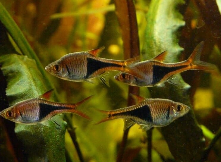 Harlequin Rasbora tankförhållanden