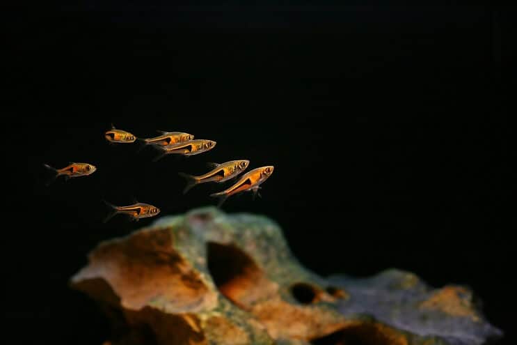 Harlequin Rasbora Tank Mates