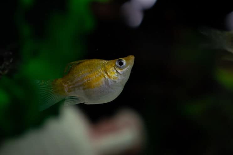 Ballong Molly Fish