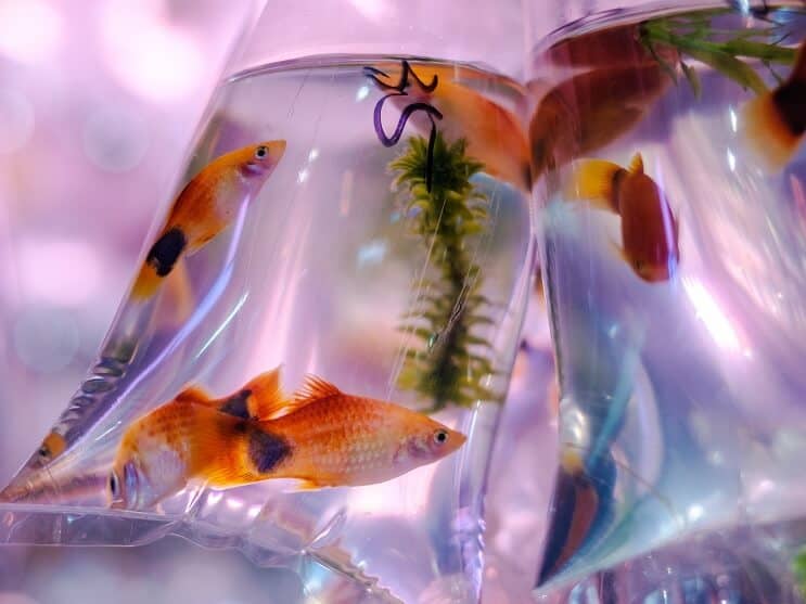 Molly Fish I Påse