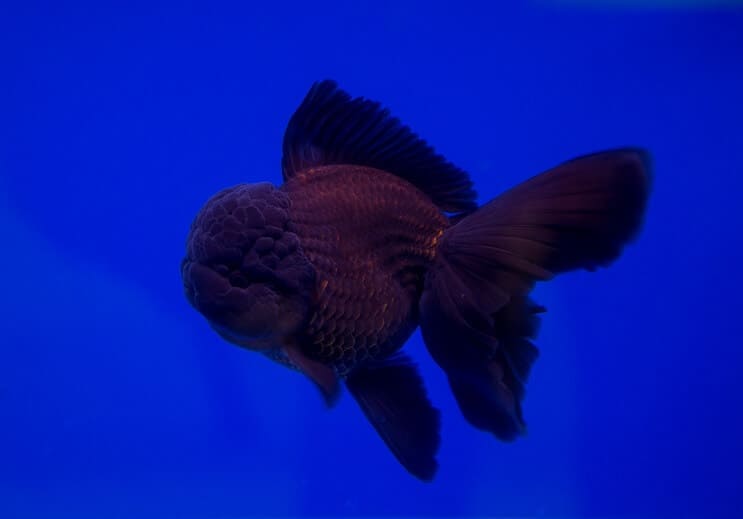 Svart Oranda guldfisk