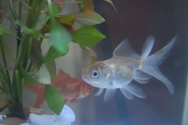 Blå Oranda guldfisk