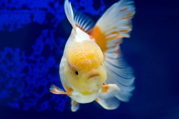 Oranda guldfisk simning
