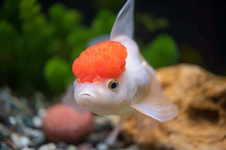 Oranda Goldfish Utseende