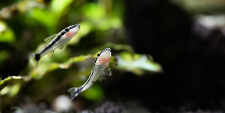 Otocinclus simning