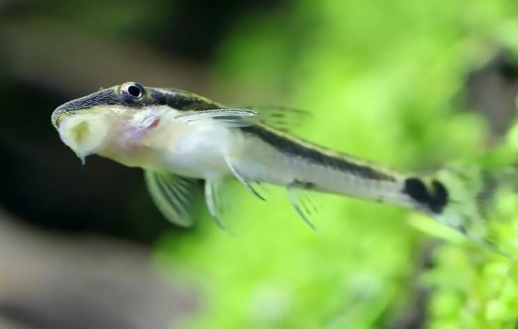 Otocinclus fastnat på tanken