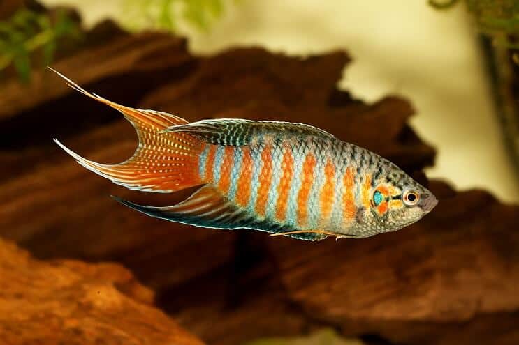 Paradise Fish Utseende