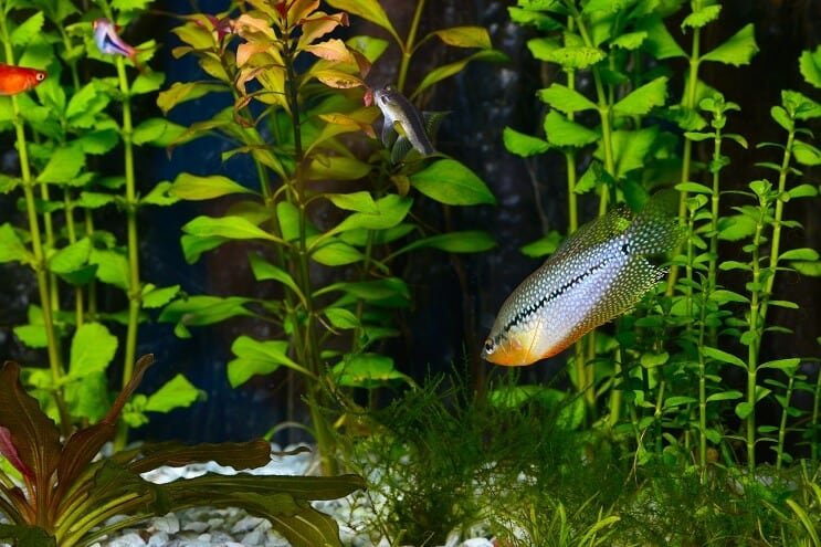 Pearl Gourami i ett akvarium