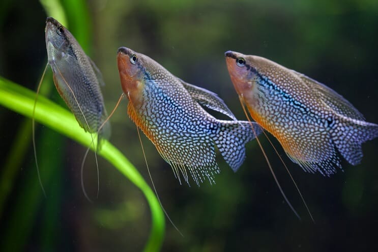 Grupp av Pearl Gourami