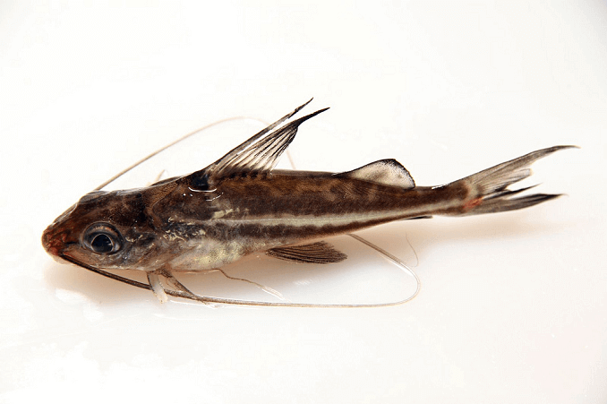 Pictus havskatt