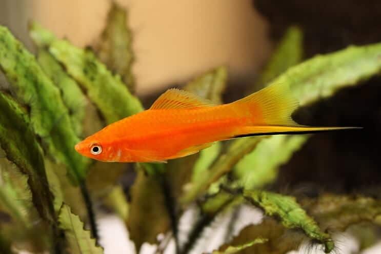 Svärdhatt Platy Fish