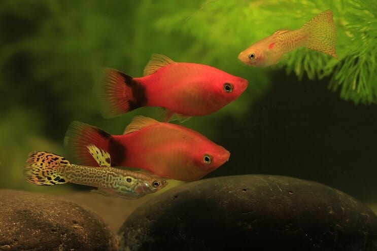 Guppy och Platy