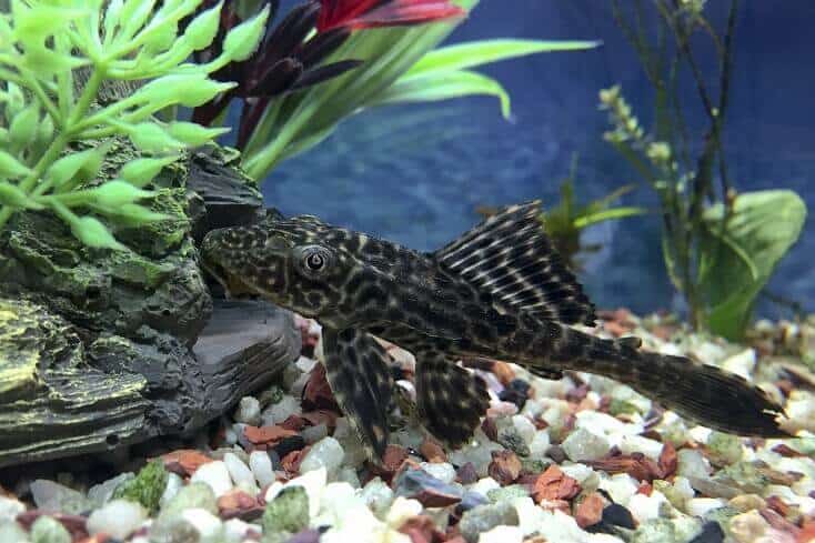 Plecostomus Översikt
